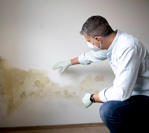 Mold Removal Service in Desoto, TX